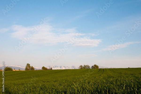 Obraz 春の緑のムギ畑と残雪の山並み　十勝岳連峰
