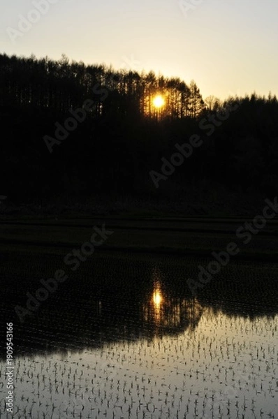 Obraz 夕日を映す春の水田と林のシルエット
