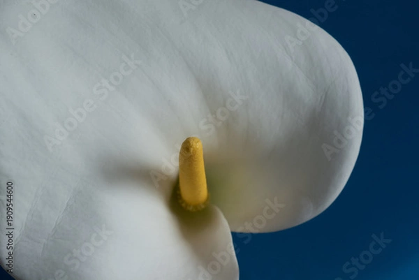 Obraz 青背景の白いオランダカイウ
