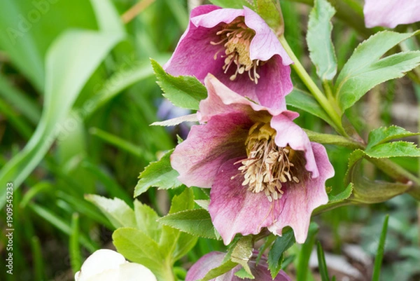 Obraz 春の紫色のクリスマスローズ
