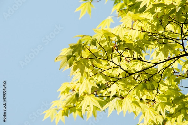 Obraz 太陽の光をあびる若葉と青空
