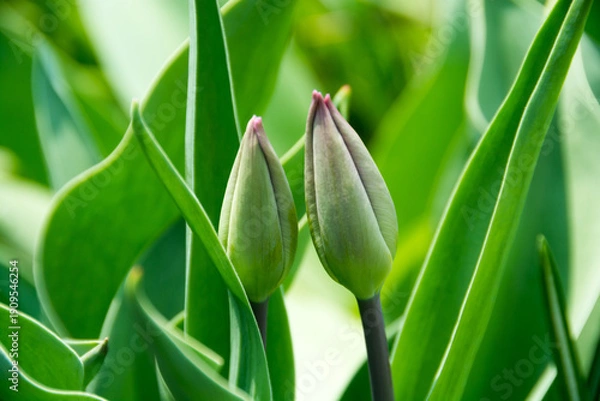 Obraz 春の庭の緑のチューリップのツボミ