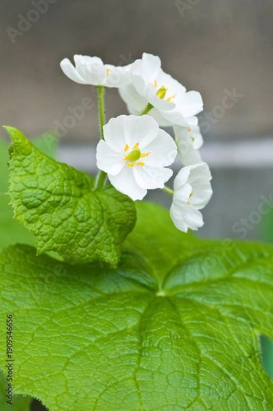 Obraz 春の野山に咲く満開の白いサンカヨウ
