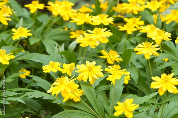 Obraz 春の庭に咲く黄色いキバナイチゲ
