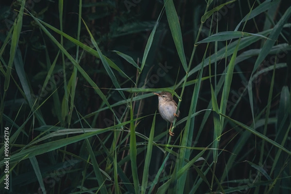 Obraz Tiny Marsh Warbler In Reed(Acrocephalus Palustris)