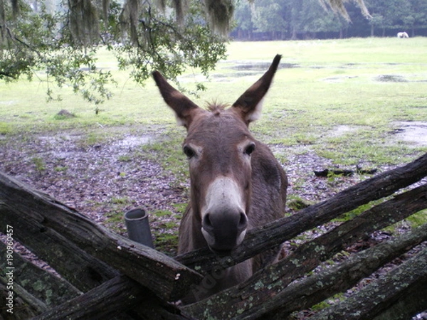 Obraz charleston donkey