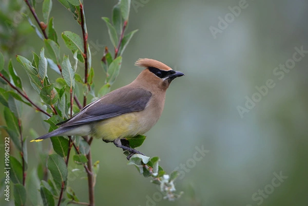 Obraz Cedar Waxwing