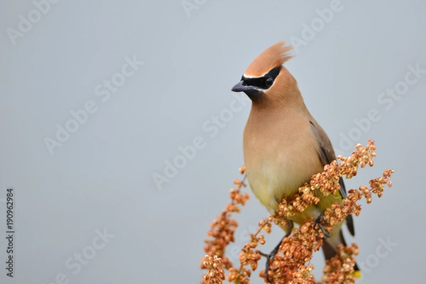 Obraz Cedar Waxwing