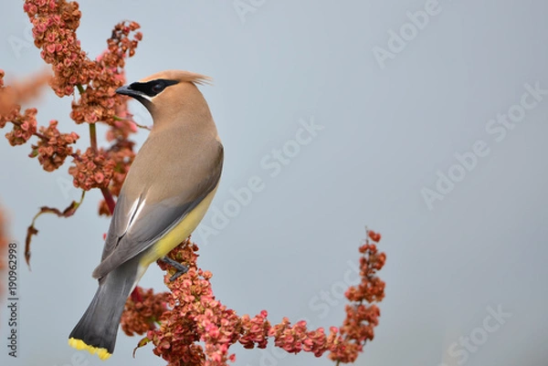 Obraz Cedar Waxwing