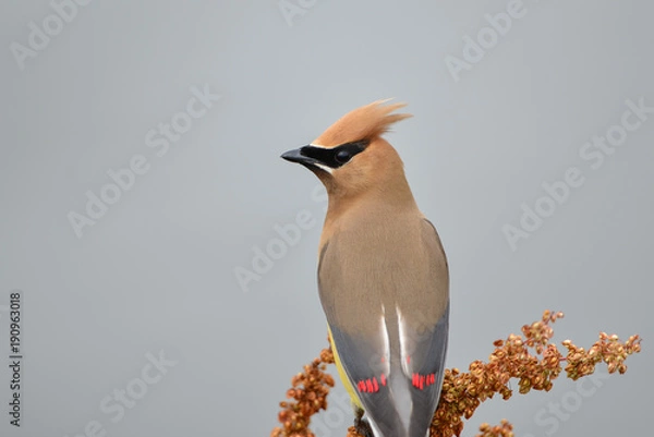Obraz Cedar Waxwing