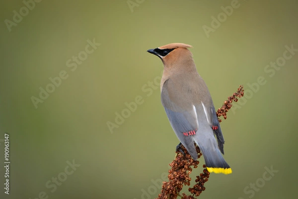 Obraz Cedar Waxwing