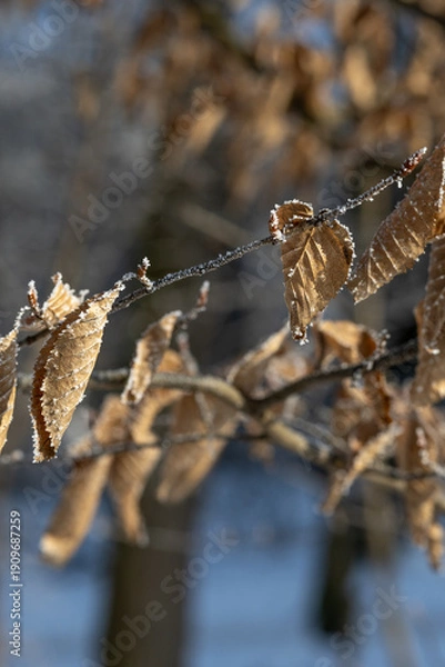 Obraz Dry brown leaves on a tree