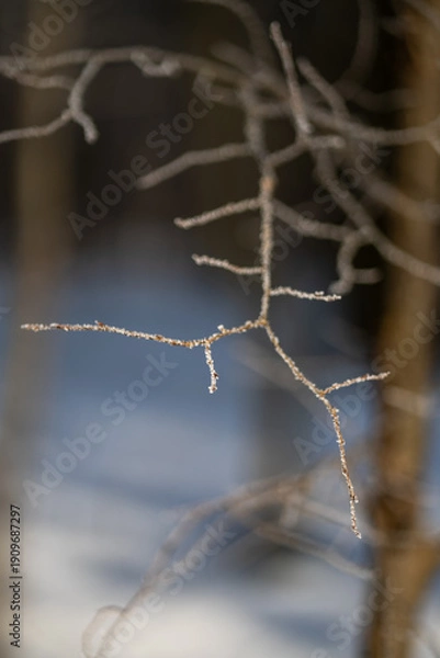 Obraz A thin branch on a winter tree