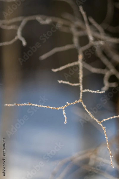Fototapeta A thin branch on a winter tree