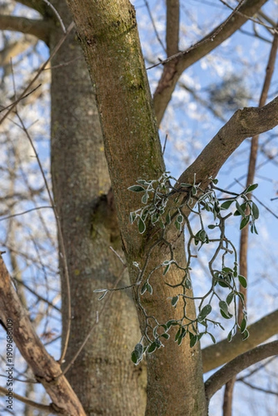 Obraz Mistletoe on a tree covered with hoarfrost