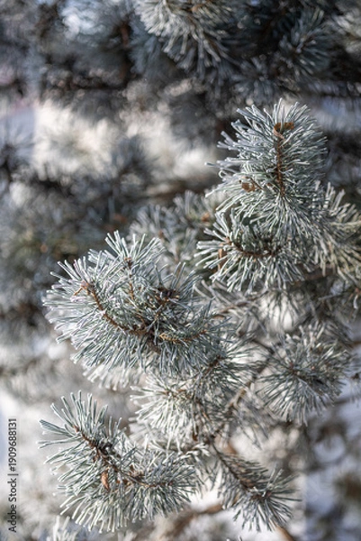 Fototapeta Pine branches on a winter day