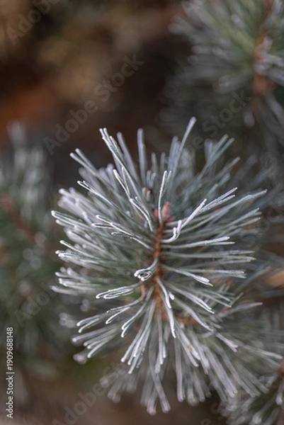 Obraz Pine branches on a winter day