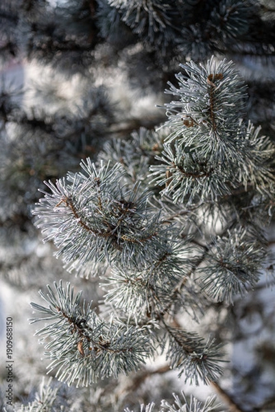 Fototapeta Pine branches on a winter day