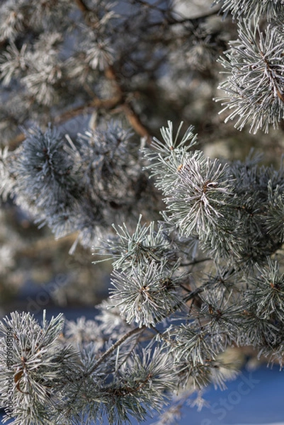Obraz Pine branches on a winter day