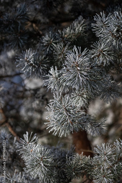 Obraz Pine branches on a winter day