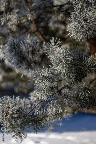 Obraz Pine branches on a winter day