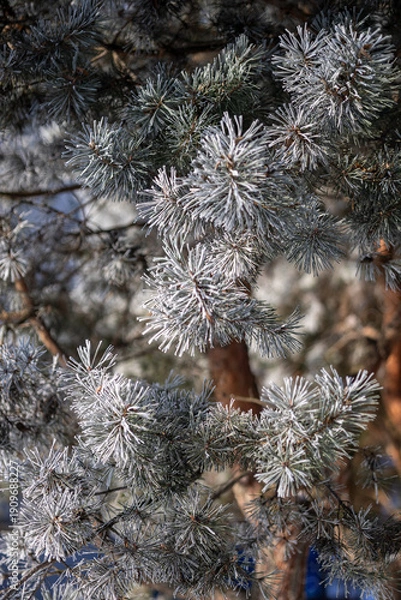 Fototapeta Pine branches on a winter day