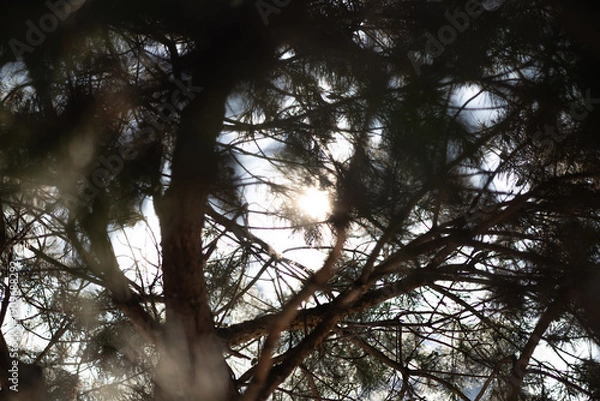 Obraz The sun shines through the pine branches