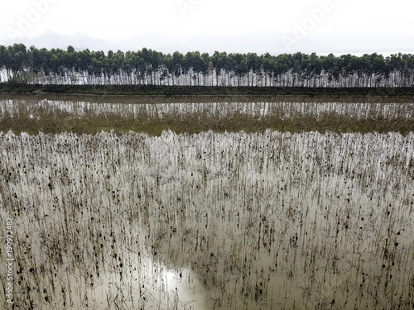 Fototapeta row of trees reflection on the water
