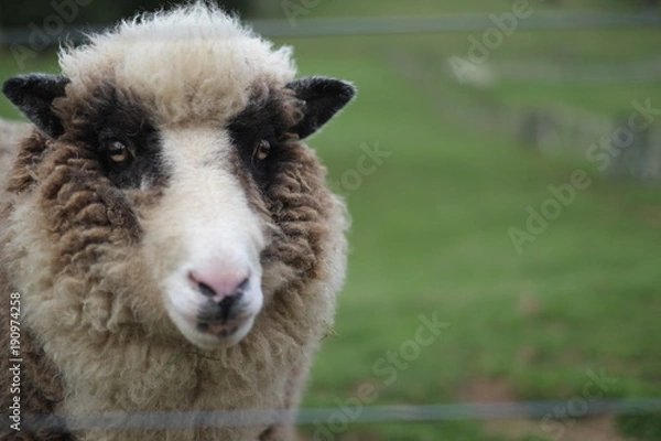 Fototapeta ヒツジ