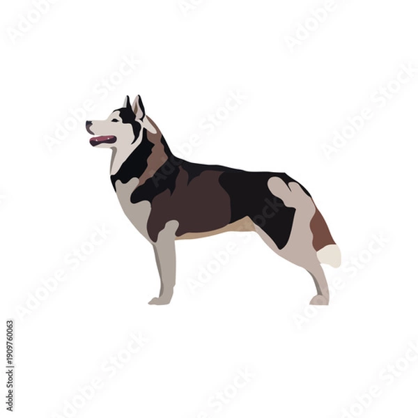 Obraz Husky breed vector isolated on white background.eps