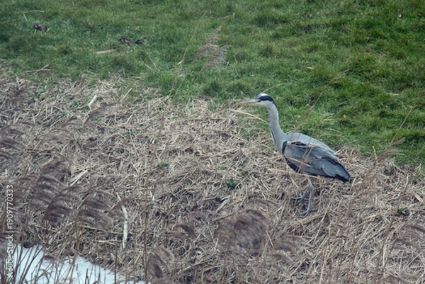 Obraz great blue heron