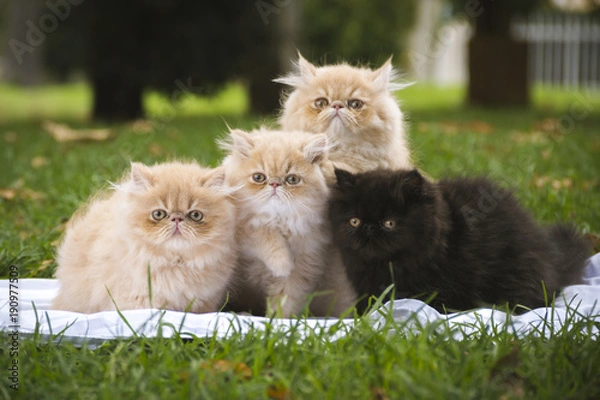 Fototapeta  four cats facing each other sitting on the grass three of them are yellow and one is black