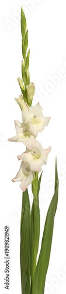 Obraz Fleur de Glaïeul blanc	