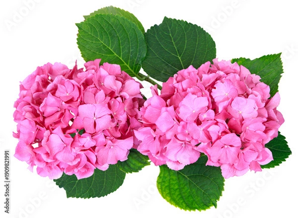 Obraz Fleurs d'hortensia rose	