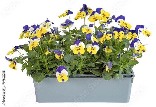 Obraz Barquette de Viola cornuta	