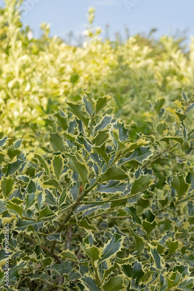 Obraz Houx ‘Ilex aquifolium Argenteo marginata'	