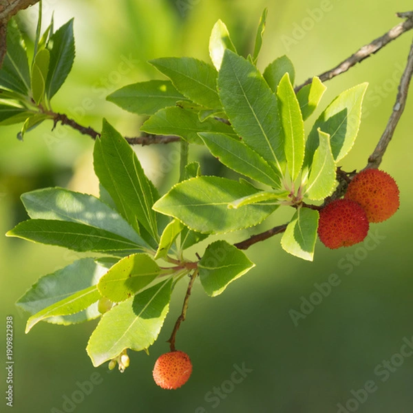 Obraz Fruit de l'Arbousier	