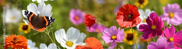 Obraz Schmetterling 1560