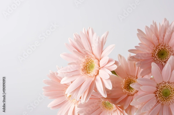 Fototapeta ピンク色のガーベラ