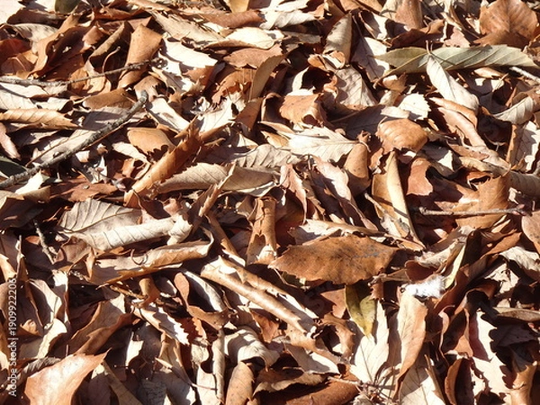 Obraz 枯葉が集まる森