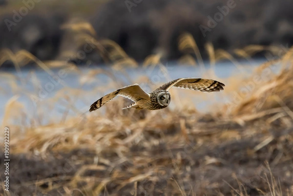 Fototapeta 河川敷を飛翔するコミミズク