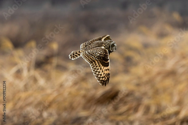 Fototapeta 河川敷を飛翔するコミミズク
