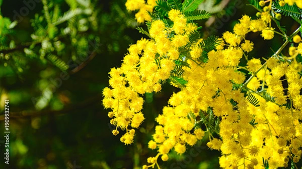 Obraz ミモザの花のアップ