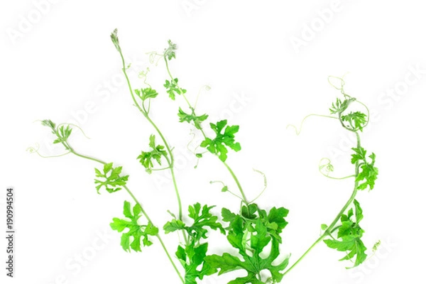 Obraz green creeping plant on white background