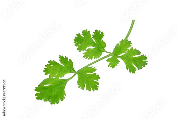 Fototapeta green coriandrum sativum leaves isolated on white background