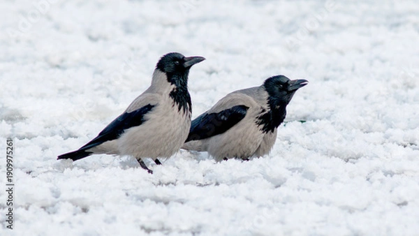 Fototapeta crow in snow