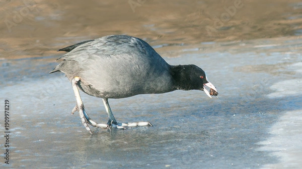 Fototapeta black headed gull