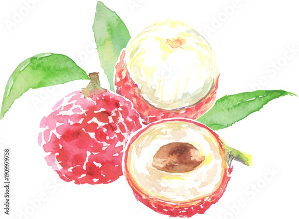 Fototapeta ライチの水彩イラスト　ベクター