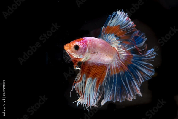 Fototapeta Siamese fighting fish on black background