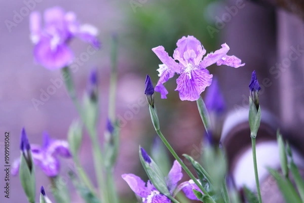 Obraz 春の美しいアヤメの花